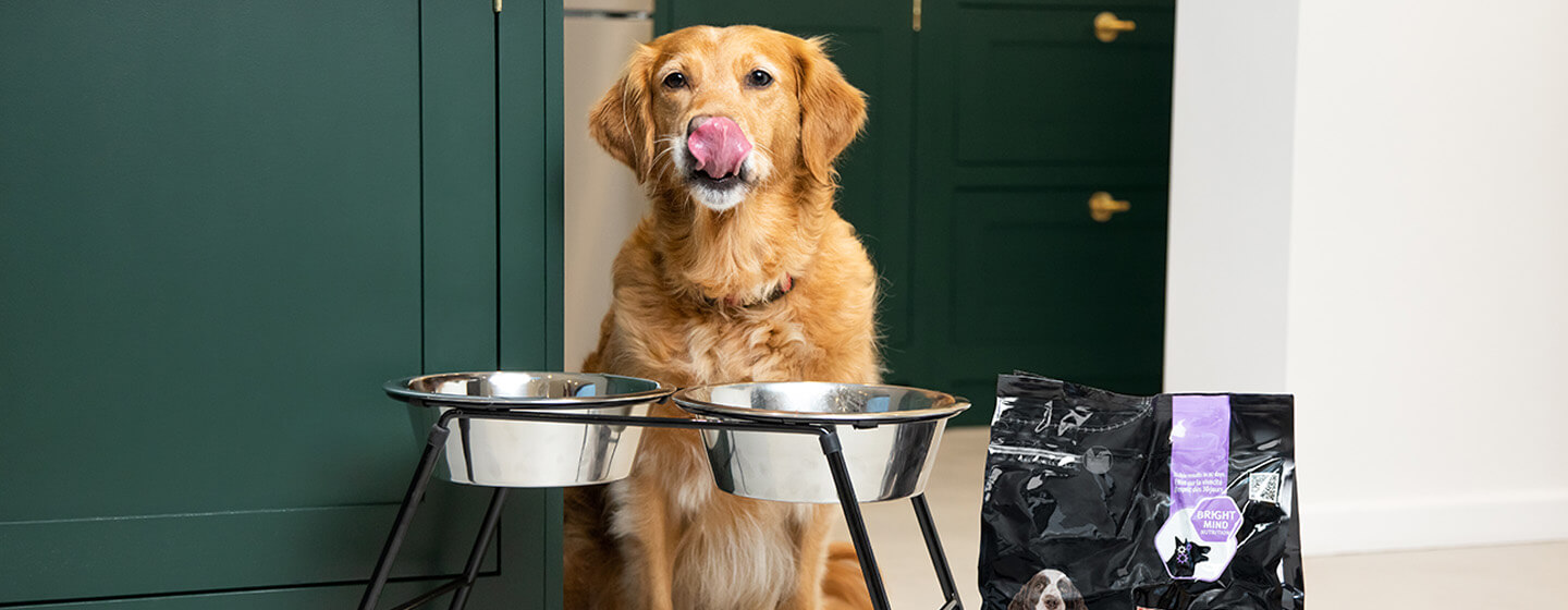 Golden retriever outlet eating